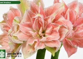 hippeastrum Sweet Amadeus (2)